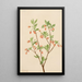 Menziesea Menziesea glabella - Mary Vaux Walcott — framed artwork on a wall