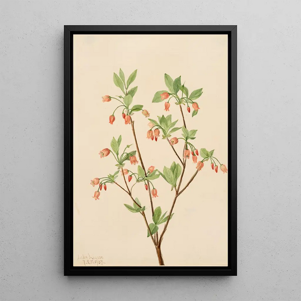 Menziesea Menziesea glabella - Mary Vaux Walcott — framed artwork on a wall