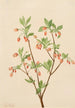 Menziesea Menziesea glabella - Mary Vaux Walcott — artwork view
