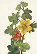 Fremontia mexicaine Fremontodendron mexicanum - Mary Vaux Walcott — artwork view