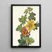 Fremontia mexicaine Fremontodendron mexicanum - Mary Vaux Walcott — framed artwork on a wall