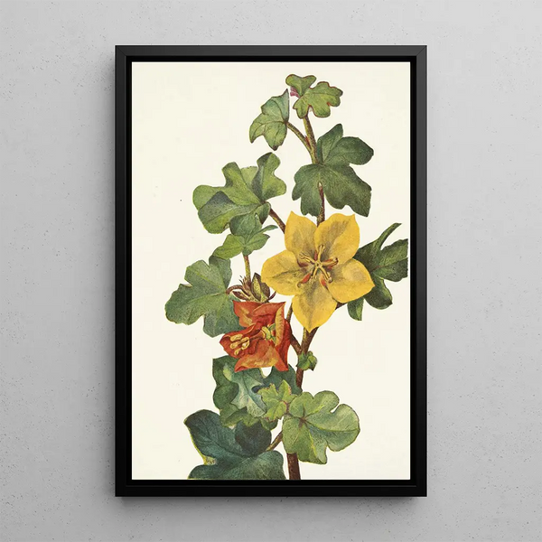 Fremontia mexicaine Fremontodendron mexicanum - Mary Vaux Walcott — framed artwork on a wall