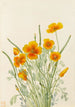 Mexican Poppy Eschscholtzia mexicana - Mary Vaux Walcott — artwork view