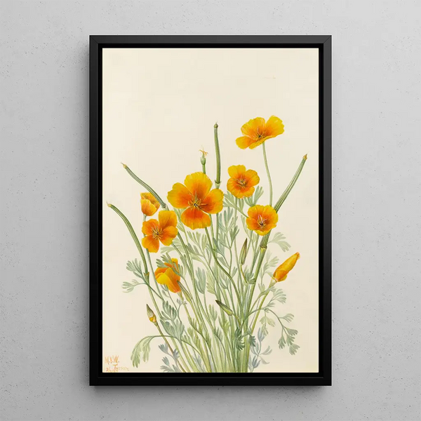 Mexican Poppy Eschscholtzia mexicana - Mary Vaux Walcott — framed artwork on a wall