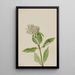 Asclépiade Asclepias - Mary Vaux Walcott — framed artwork on a wall