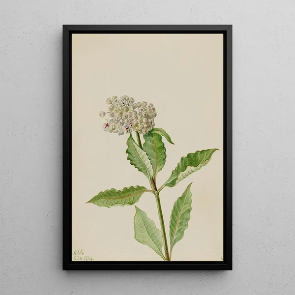 Asclépiade Asclepias - Mary Vaux Walcott — framed artwork on a wall