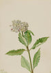 Asclépiade Asclepias - Mary Vaux Walcott — artwork view