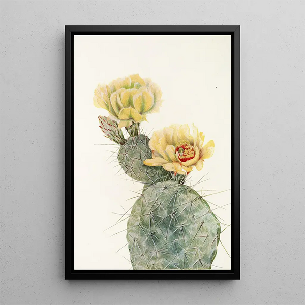 Prickly Pear Missouri Opuntia polyacantha - Mary Vaux Walcott — framed artwork on a wall