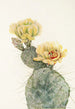 Prickly Pear Missouri Opuntia polyacantha - Mary Vaux Walcott — artwork view