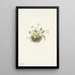 Romanzoffia de Sitka Romanzoffia sitchensis - Mary Vaux Walcott — framed artwork on a wall