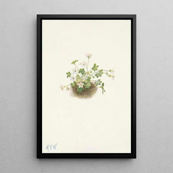 Romanzoffia de Sitka Romanzoffia sitchensis - Mary Vaux Walcott — framed artwork on a wall