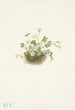 Romanzoffia de Sitka Romanzoffia sitchensis - Mary Vaux Walcott — artwork view