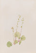 Mitella nuda - Mary Vaux Walcott — artwork view