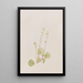 Mitella nuda - Mary Vaux Walcott — framed artwork on a wall
