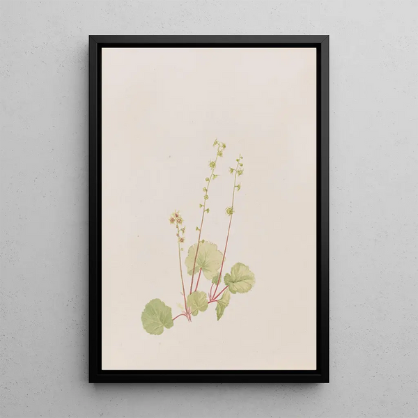 Mitella nuda - Mary Vaux Walcott — framed artwork on a wall