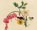 Flowers Mix - Mary Vaux Walcott — artwork view