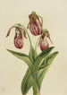 Sabot de Vénus Cypripedium acaule - Mary Vaux Walcott — artwork view