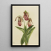 Sabot de Vénus Cypripedium acaule - Mary Vaux Walcott — framed artwork on a wall