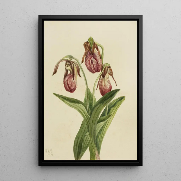 Sabot de Vénus Cypripedium acaule - Mary Vaux Walcott — framed artwork on a wall