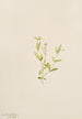 Moehringia laberiflora - Mary Vaux Walcott — artwork view
