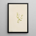 Moehringia laberiflora - Mary Vaux Walcott — framed artwork on a wall