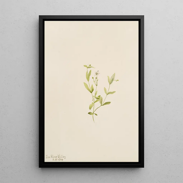 Moehringia laberiflora - Mary Vaux Walcott — framed artwork on a wall