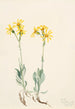 Parnassie du Montana Parnassia montanesis - Mary Vaux Walcott — artwork view