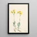 Parnassie du Montana Parnassia montanesis - Mary Vaux Walcott — framed artwork on a wall