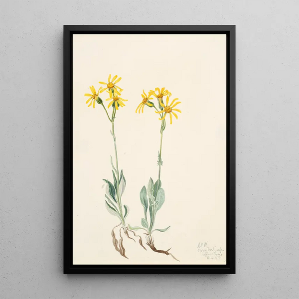 Parnassie du Montana Parnassia montanesis - Mary Vaux Walcott — framed artwork on a wall