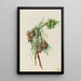 Cypress of Monterey Cupressus macrocarpa - Mary Vaux Walcott — framed artwork on a wall