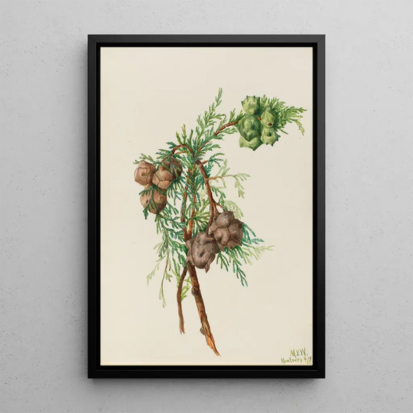 Cypress of Monterey Cupressus macrocarpa - Mary Vaux Walcott — framed artwork on a wall