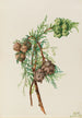 Cypress of Monterey Cupressus macrocarpa - Mary Vaux Walcott — artwork view