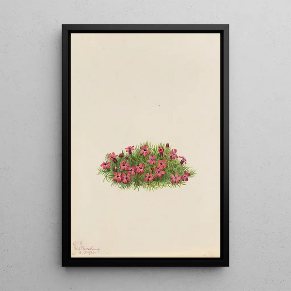 Silène acaule Silene acaulis - Mary Vaux Walcott — framed artwork on a wall