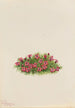 Silène acaule Silene acaulis - Mary Vaux Walcott — artwork view