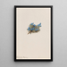 the moss Myosotis Eritrichum elongatum - Mary Vaux Walcott — framed artwork on a wall