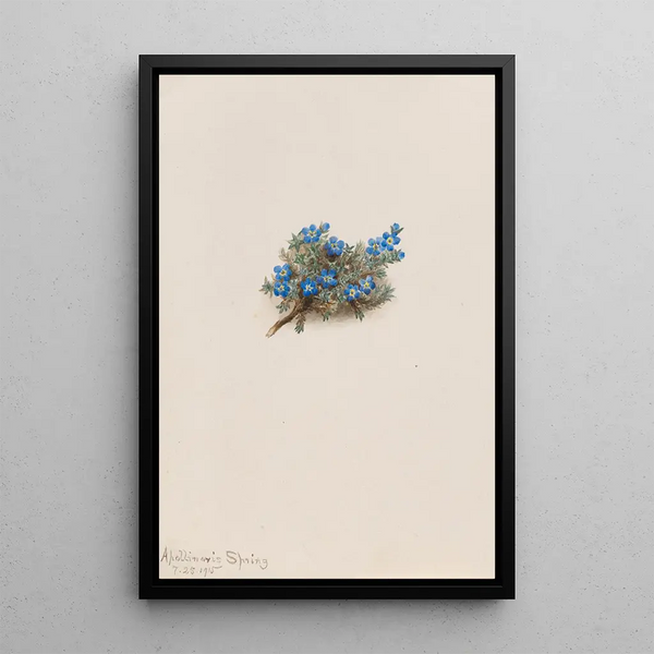 the moss Myosotis Eritrichum elongatum - Mary Vaux Walcott — framed artwork on a wall
