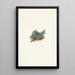 Myosotis des mousses Eritrichum elongatum - Mary Vaux Walcott — framed artwork on a wall
