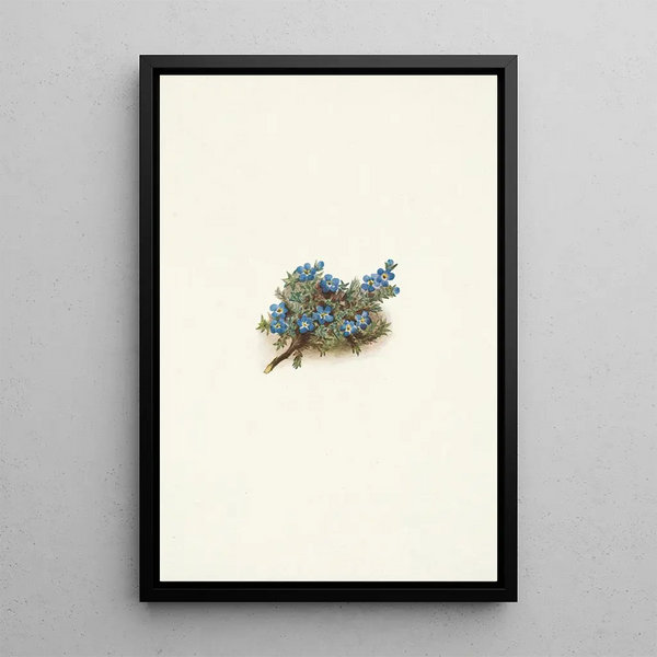 Myosotis des mousses Eritrichum elongatum - Mary Vaux Walcott — framed artwork on a wall