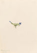 Gentiane des mousses Gentiana prostrata - Mary Vaux Walcott — artwork view