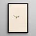 Gentiane des mousses Gentiana prostrata - Mary Vaux Walcott — framed artwork on a wall