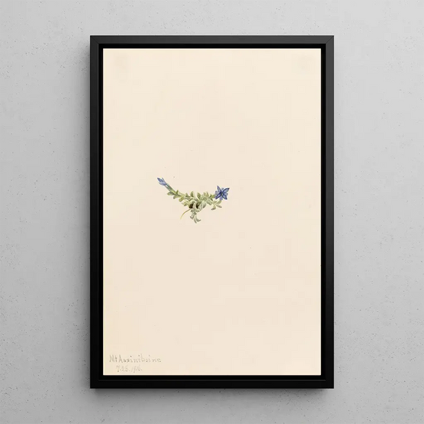 Gentiane des mousses Gentiana prostrata - Mary Vaux Walcott — framed artwork on a wall