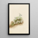 Phlox mousseux Phlox subulata - Mary Vaux Walcott — framed artwork on a wall