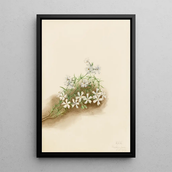 Phlox mousseux Phlox subulata - Mary Vaux Walcott — framed artwork on a wall