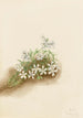 Phlox mousseux Phlox subulata - Mary Vaux Walcott — artwork view