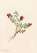 Mountain Airelle Painting Vaccinium vitis-idaea minus - Mary Vaux Walcott — artwork view
