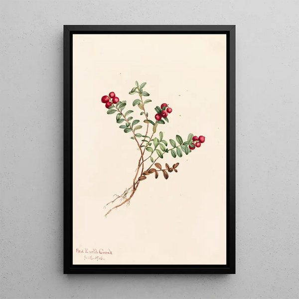 Mountain Airelle Painting Vaccinium vitis-idaea minus - Mary Vaux Walcott — framed artwork on a wall