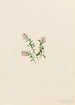 Mountain Airelle Painting Vaccinium vitis-idaea minus - Mary Vaux Walcott — artwork view