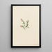 Mountain Airelle Painting Vaccinium vitis-idaea minus - Mary Vaux Walcott — framed artwork on a wall