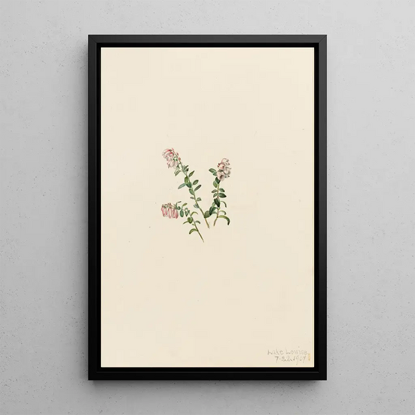 Mountain Airelle Painting Vaccinium vitis-idaea minus - Mary Vaux Walcott — framed artwork on a wall