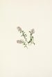 Mountain Cranberry Flower Painting Vaccinium vitis-idaea minor - Mary Vaux Walcott — artwork view